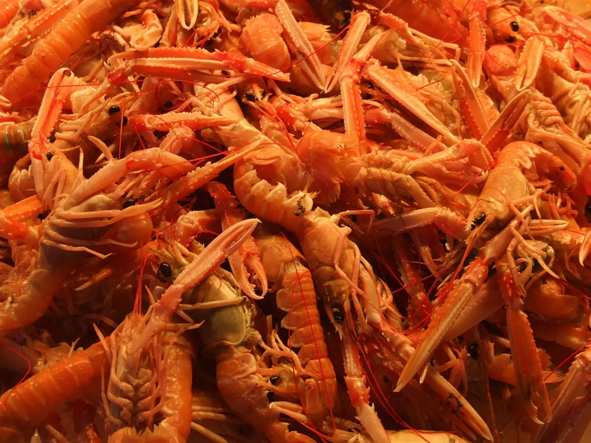 Scampi am Rialtomarkt